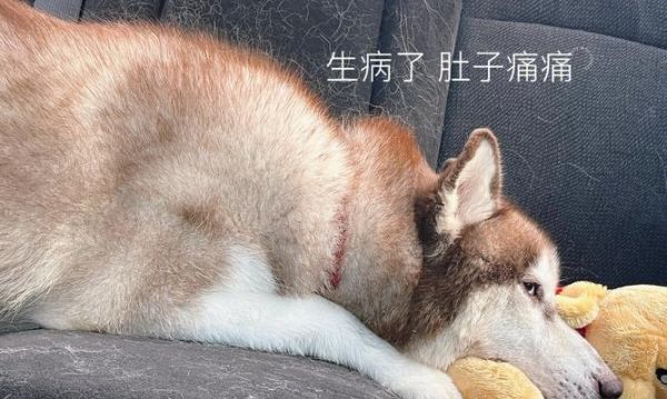 宠物猫肠道不良解决方案（从饮食、环境、医疗等多方面入手）