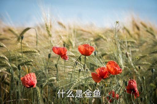  什么是金鱼
