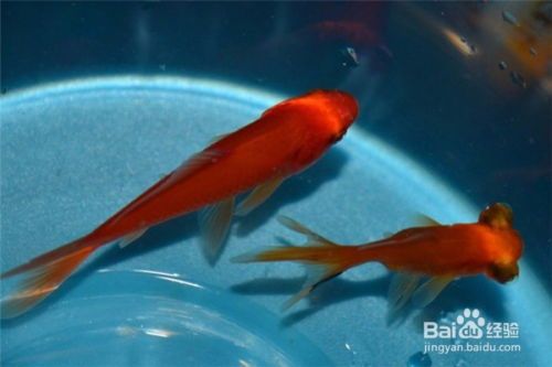 PVC管养鱼新体验,宠物养鱼两不误!