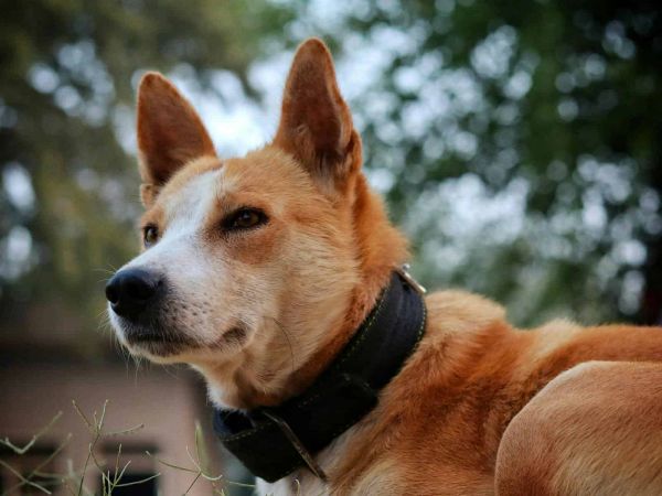 一幅迷人的巴仙吉犬肖像，展示了户外环境中其独特的特征和项圈。