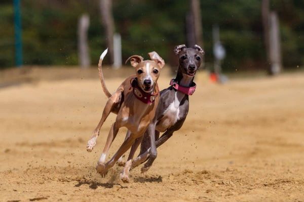 Greyhounds running