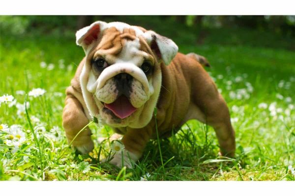 bulldog