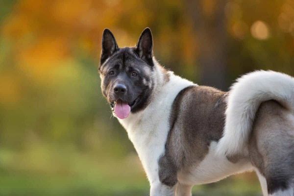 American akita dog portrait
