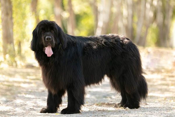 Black Newfoundland Dog standing