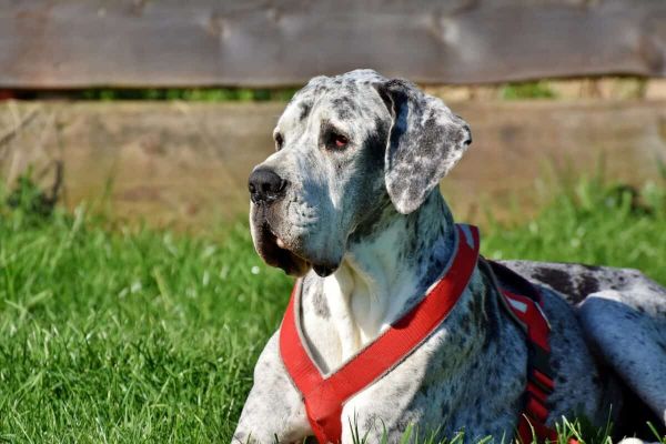 great dane, dog, lying, animal, domestic animal, good aiderbichl, female dog, snout, head, sanctuary, pet, great dane, great dane, nature, great dane, great dane, great dane