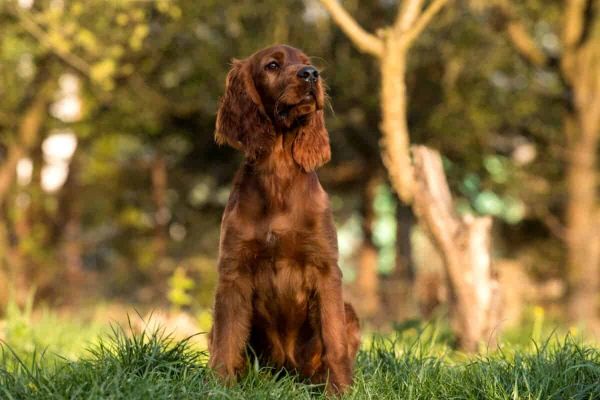 Irish Setter
