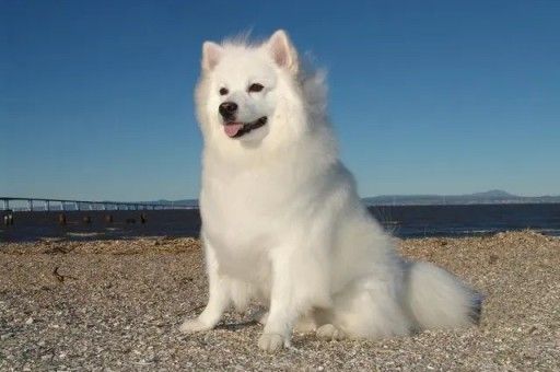 西高地犬的品种分类(西高地长大了多少斤)