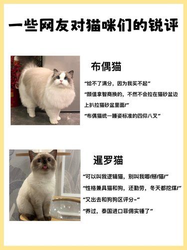 猫咪锐评大赏，笑不活啦