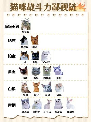 你家猫主子在“战斗榜”啥段位？