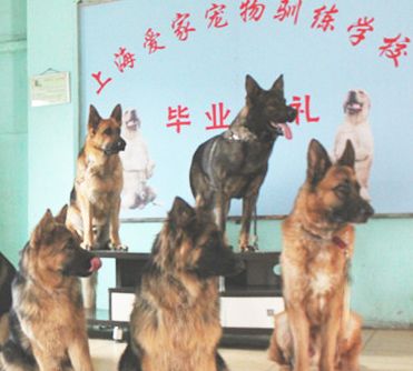 上海爱家宠物学校