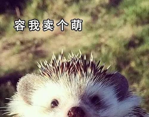 红尾沙鼠的饲养方法（打造温馨的宠物家园，掌握红尾沙鼠的饲养技巧）