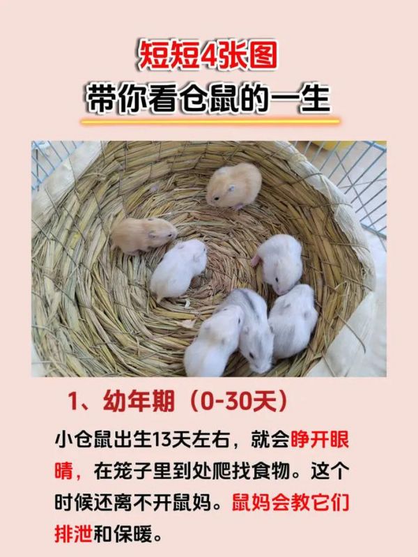 仓鼠一般的寿命是多长时间-仓鼠一般的寿命是多长时间呢