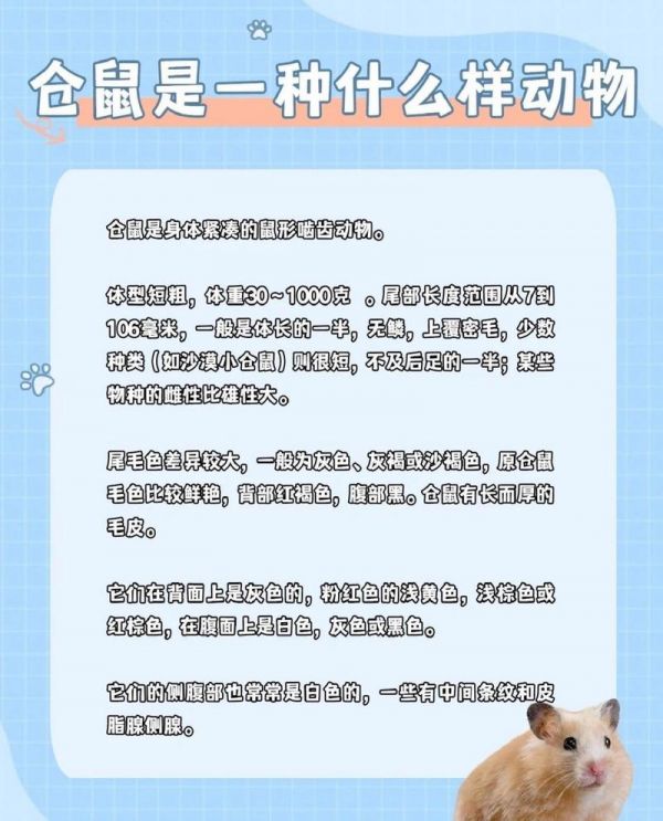 仓鼠一般的寿命是多长时间-仓鼠一般的寿命是多长时间呢