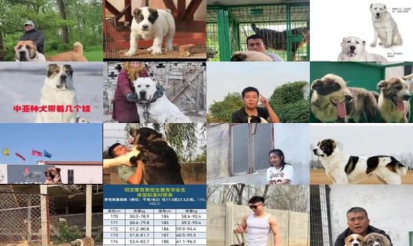中亚犬身高和体重标准