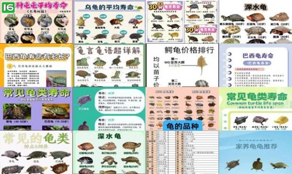 宠物龟寿命排名
