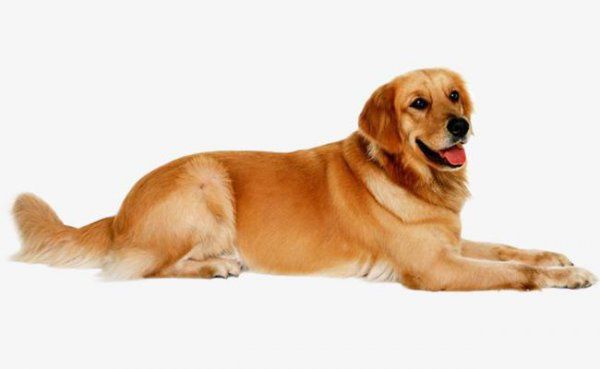 短毛大型犬有哪些