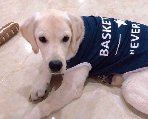 选择适合自己的犬类——萨摩耶还是阿拉斯加犬（如何选择合适的宠物）