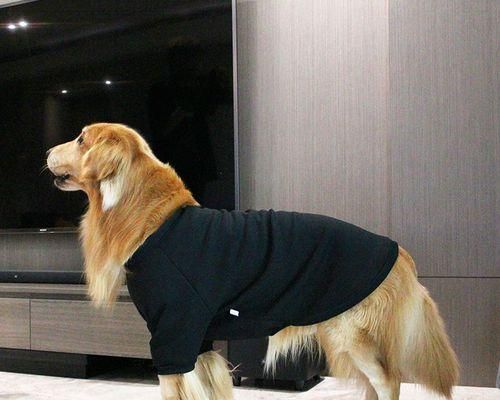 选择适合自己的犬类——萨摩耶还是阿拉斯加犬（如何选择合适的宠物）