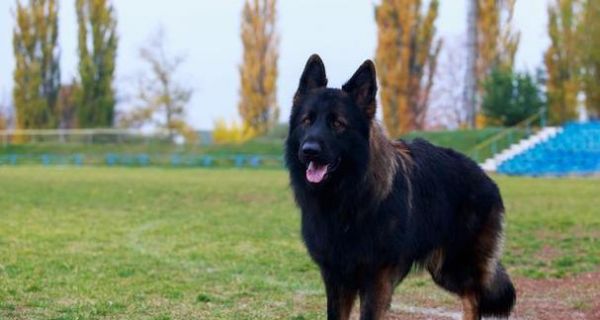 新手养大型犬之最佳选择（适合新手养大型犬的品种及关键要点）