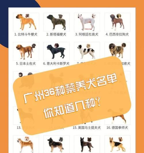如何选择适合新手养大型犬的伴侣？（养大型犬需要考虑的关键因素及建议）