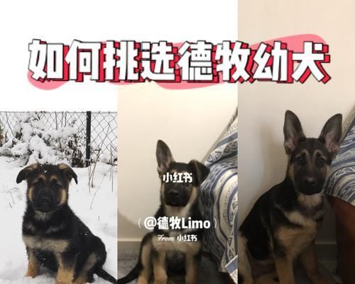 如何选择适合新手养大型犬的伴侣？（养大型犬需要考虑的关键因素及建议）