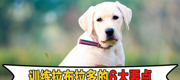 如何选择适合新手养大型犬的伴侣？（养大型犬需要考虑的关键因素及建议）