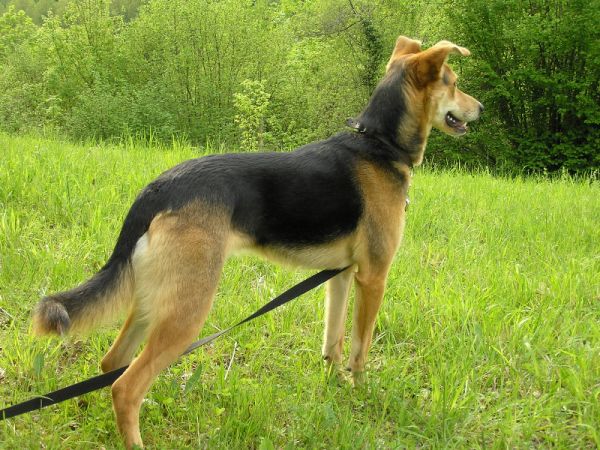 大型犬智能项圈宠物监管小程序