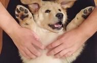 养大型犬，你需要知道这些