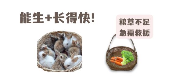 当兔兔变成免免后，好处多多！