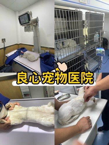 去这家宠物医院，是我那天做的最对的选择❗
