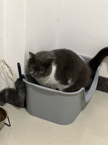 修猫新去处