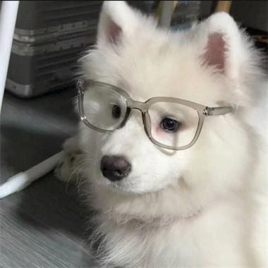 动物可爱头像