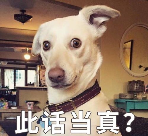 用一只小狗做微信头像好吗?