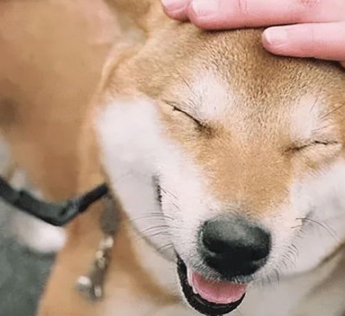 微信头像用狗头是什么心理?