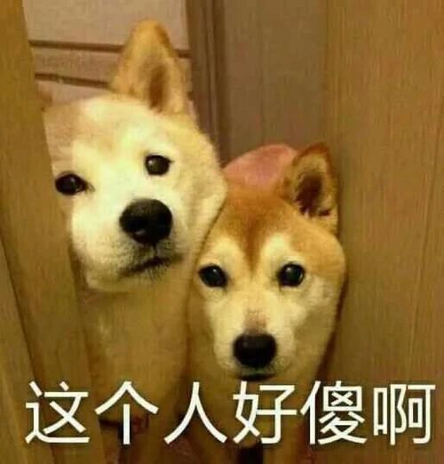 微信表情包里的狗代表什么意思?