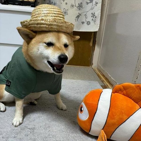 柴犬很凶吗,容不容易咬人（柴犬有什么不好的地方）