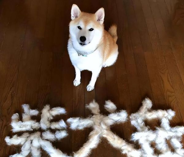 柴犬很凶吗,容不容易咬人（柴犬有什么不好的地方）
