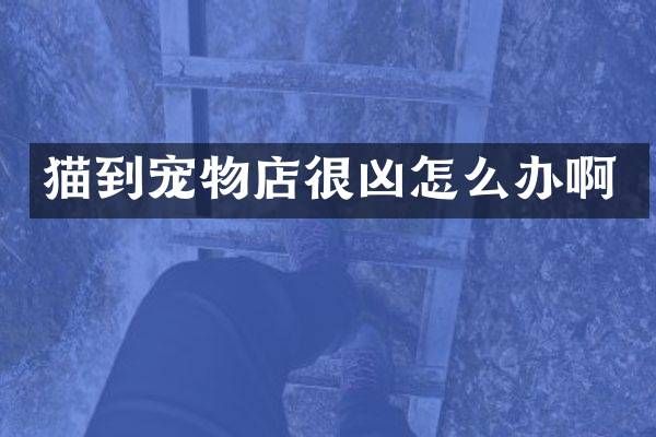 猫到宠物店很凶怎么办啊