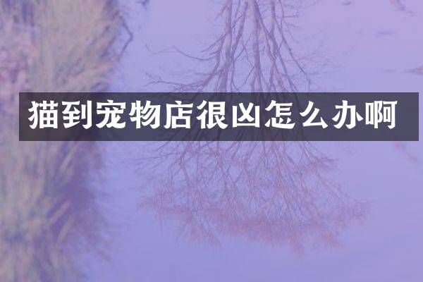 猫到宠物店很凶怎么办啊