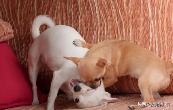 为什么小型犬比大型犬要凶？