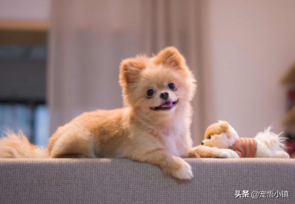 为什么小型犬比大型犬要凶？
