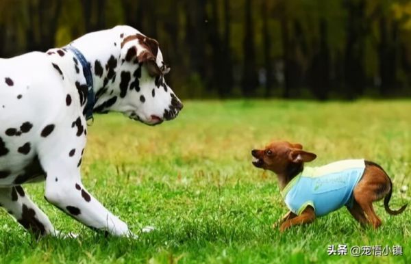 为什么小型犬比大型犬要凶？