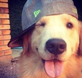 狗狗为何突然对你凶?揭秘宠物心理!