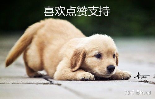 狗狗为何突然对你凶?揭秘宠物心理!