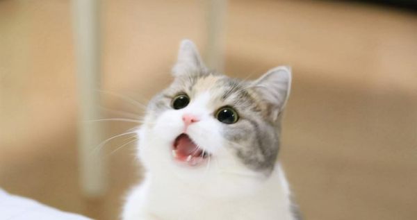 为什么猫咪会凶人和哈气？（探究猫咪凶人和哈气的原因和解决方法）