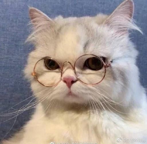 猫咪微信头像