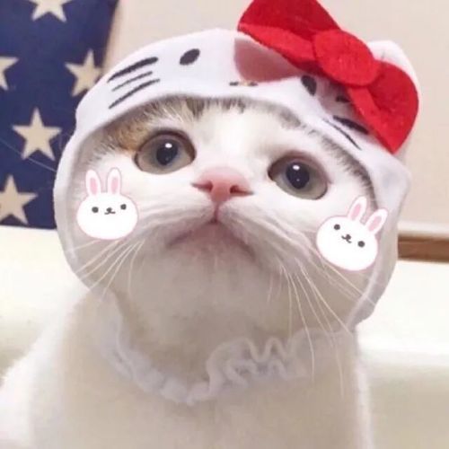 猫咪微信头像