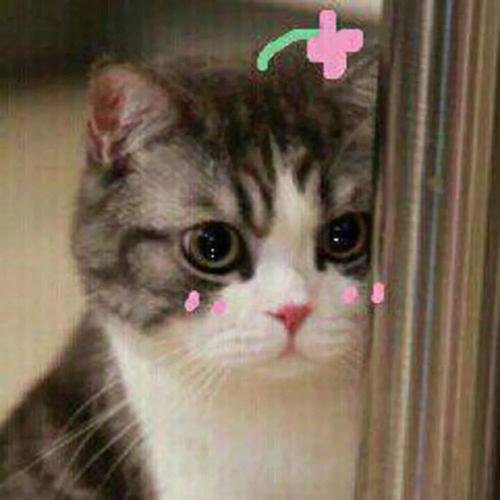 猫咪微信头像