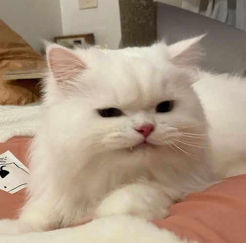 猫咪微信头像