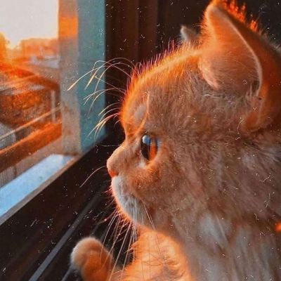苏瓷唯美可爱宠物头像猫咪卡哇伊宠物